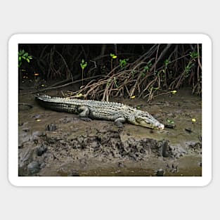 Crocodile - Chinaman Creek - Cairns Sticker